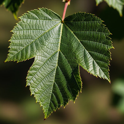 Zürgelbaum - Celtis australis