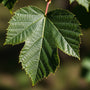 Zürgelbaum - Celtis australis