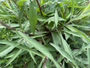 blad centaurea jacea