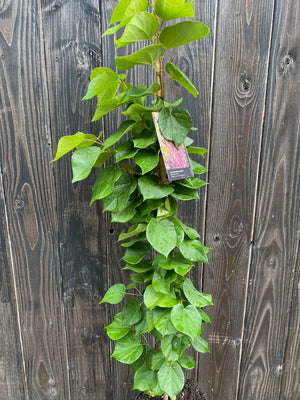 Säulenform 150-200 cm