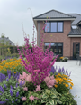 meerstammige c40 pot Cercis Avondale 125-150 cm solitaire kwaliteit met astilbe, gele zonnehoed, hosta's en salie mainacht