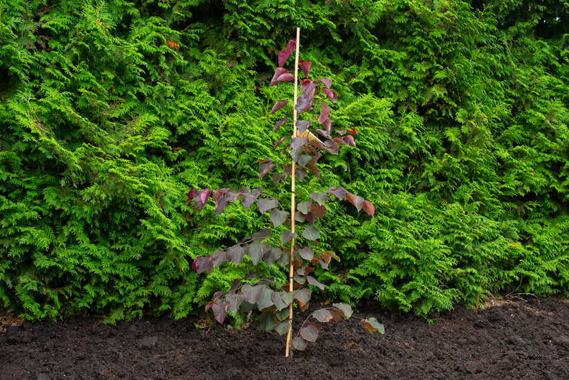 cercis forest pansy 150-175 cm voorbeeld wat u koopt