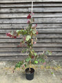 Judasbaum - Cercis canadensis 'Waldstiefmütterchen'