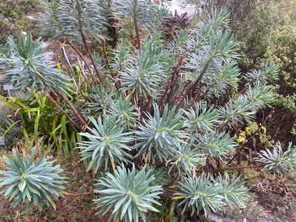 Wolfsmilch - Euphorbia characias