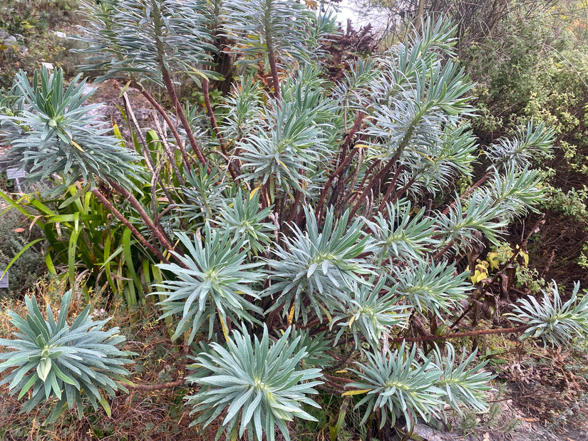 Wolfsmilch - Euphorbia characias