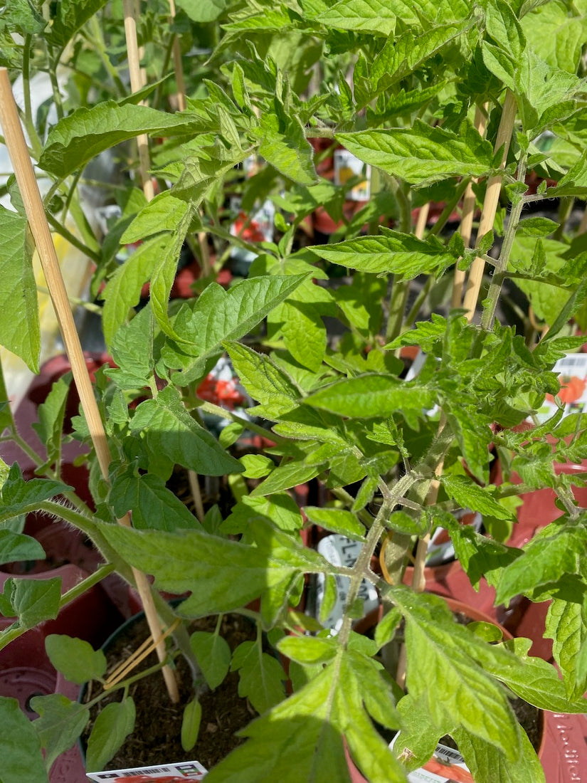 Kirschtomate - Solanum lycopersicum 'Cerasiforme'