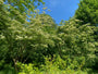 Japanischer großblumiger Hartriegel - Cornus kousa var. chinensis