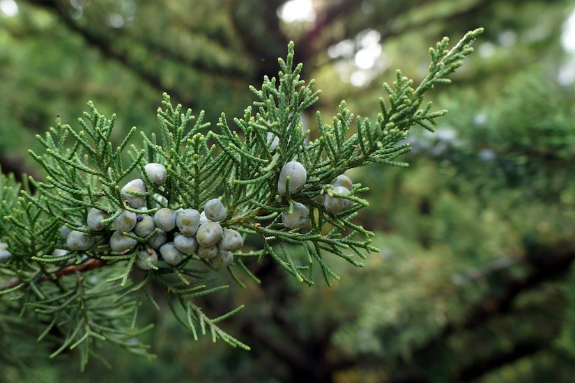 Juniperus chinensis 'Monarch'