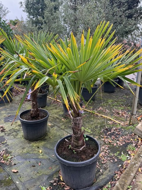 Chinesische Palme - Trachycarpus Fortunei