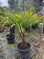 Chinesische Palme - Trachycarpus Fortunei
