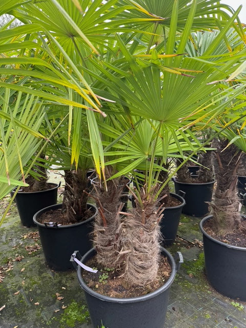 Chinesische Palme - Trachycarpus Fortunei