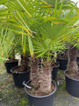 Chinesische Palme - Trachycarpus Fortunei