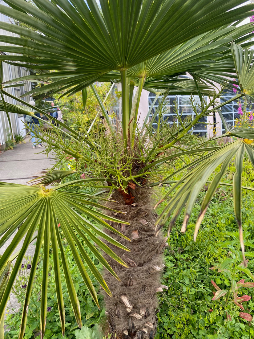 Chinesische Palme - Trachycarpus Fortunei