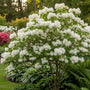 Schneeflockenbaum - Chionanthus virginicus