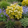 Mexikanische Orangenblüte - Choisya ternata 'Goldfinger'
