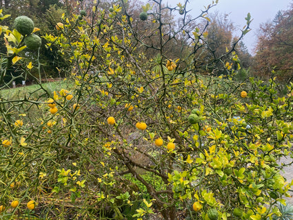 Zitronenbaum - Poncirus trifoliata