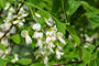 Gelbholz - Cladrastis kentukea