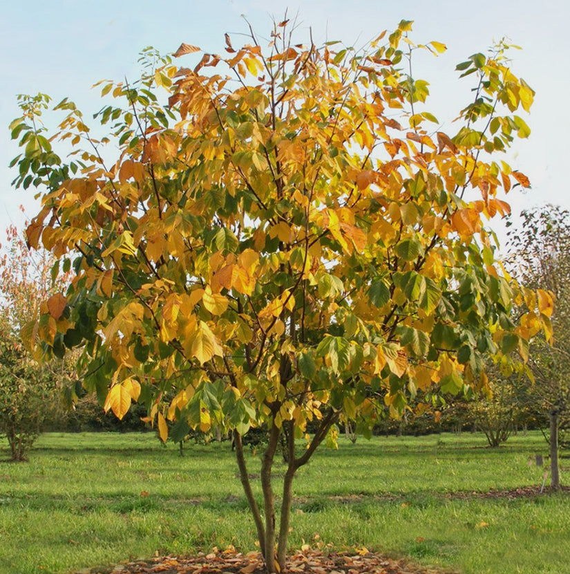 Gelbholz - Cladrastis kentukea