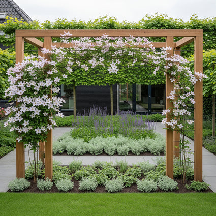 clematis apple blossom op pergola