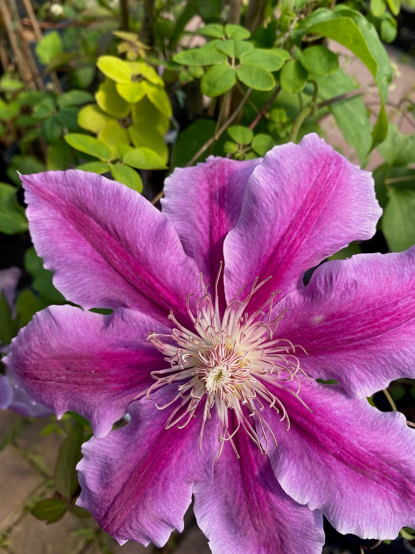 Großblumige Waldrebe - Clematis 'Dr Ruppel'