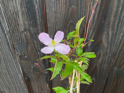 Bergwaldrebe - Clematis montana 'Tetrarose'