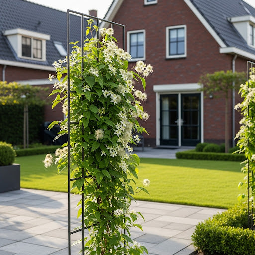 Großblütige Clematis (Weiß) - Clematis Vitalba (einheimisch)
