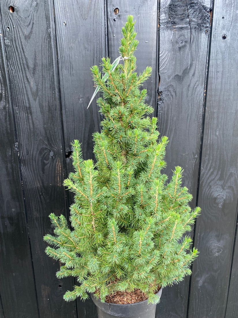 Kanadische Fichte - Picea glauca 'Conica' - Kompakter Mini-Weihnachtsbaum