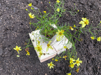 coreopsis moonbeam bio in p9 pot