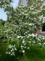 Japanischer großblumiger Hartriegel - Cornus kousa F. Buerger