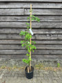 Japanischer großblumiger Hartriegel - Cornus kousa 'China Girl'