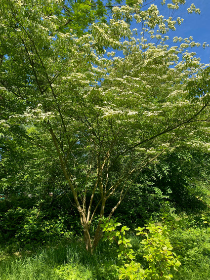 Japanischer großblumiger Hartriegel - Cornus kousa var. chinensis