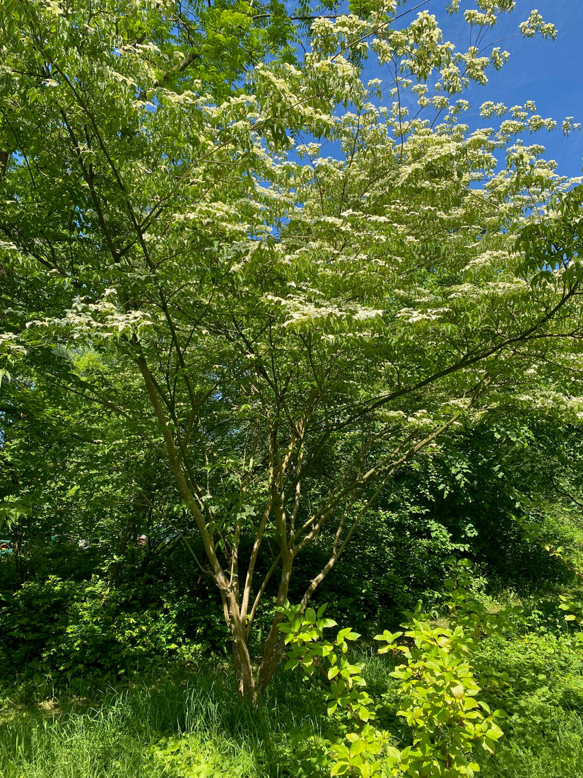 Japanischer großblumiger Hartriegel - Cornus kousa var. chinensis