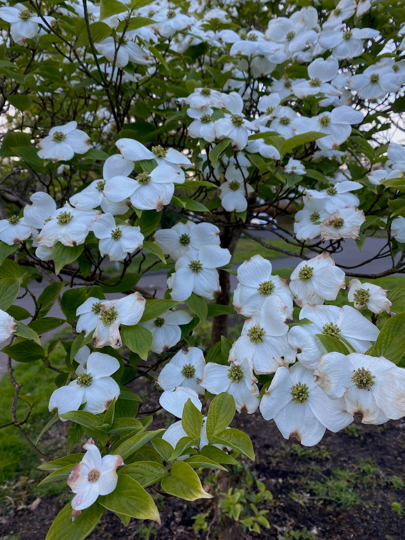 Ostamerikanischer Hartriegel - Cornus florida