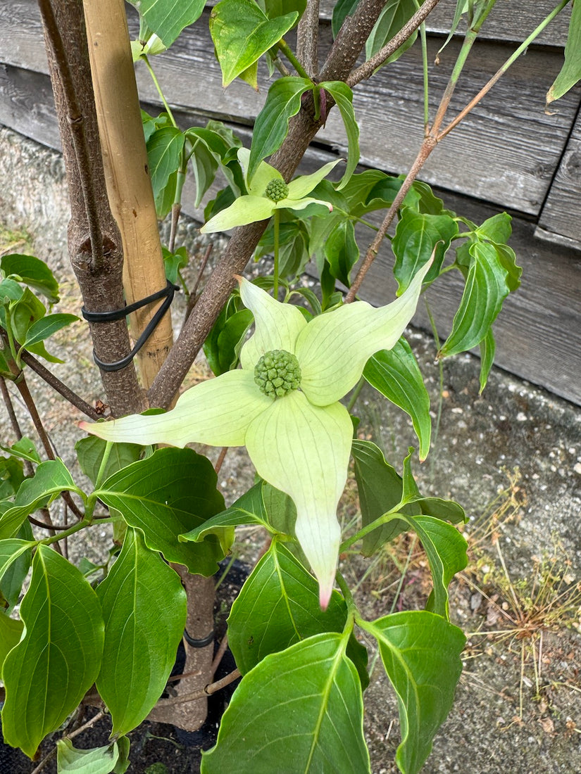 Japanischer großblumiger Hartriegel - Cornus kousa 'Milky Way'