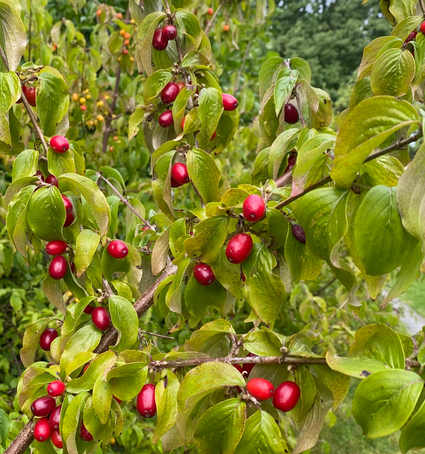 Kant en klare Gele Kornoelje haag - Cornus Mas 180 x 120 cm