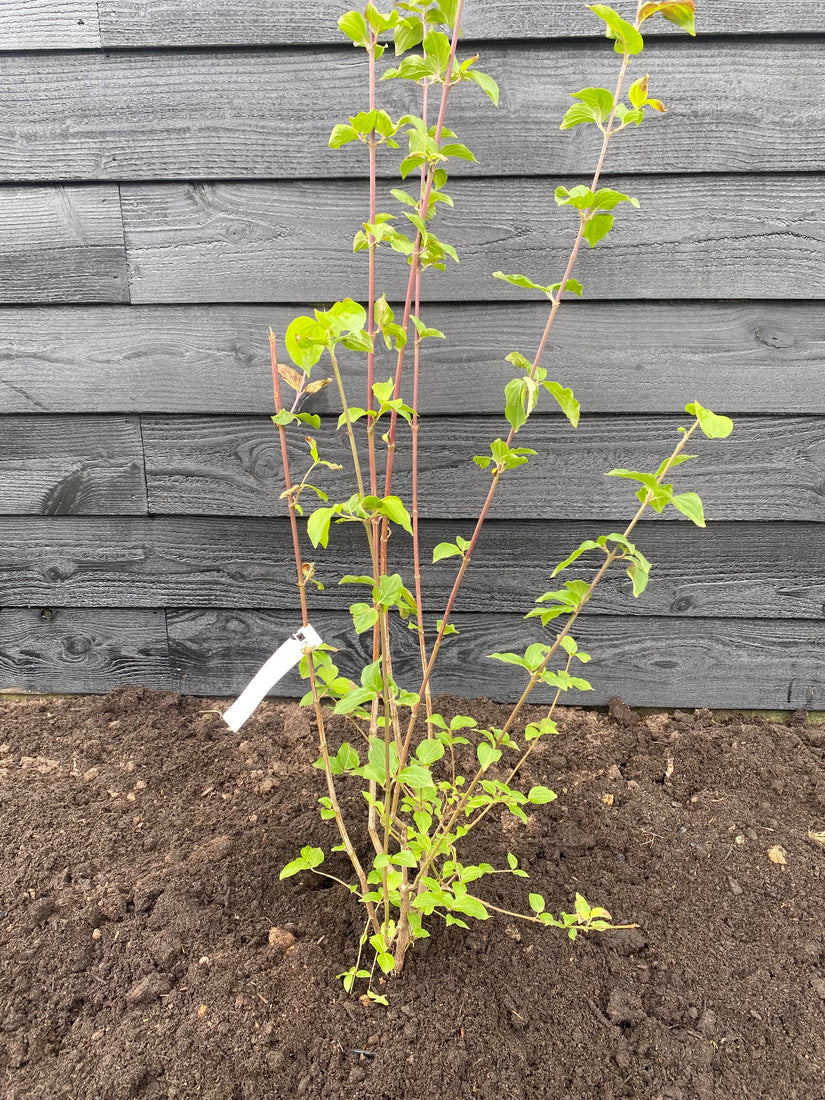 cornus mas struik in c10 pot, hoogte 80-100 cm