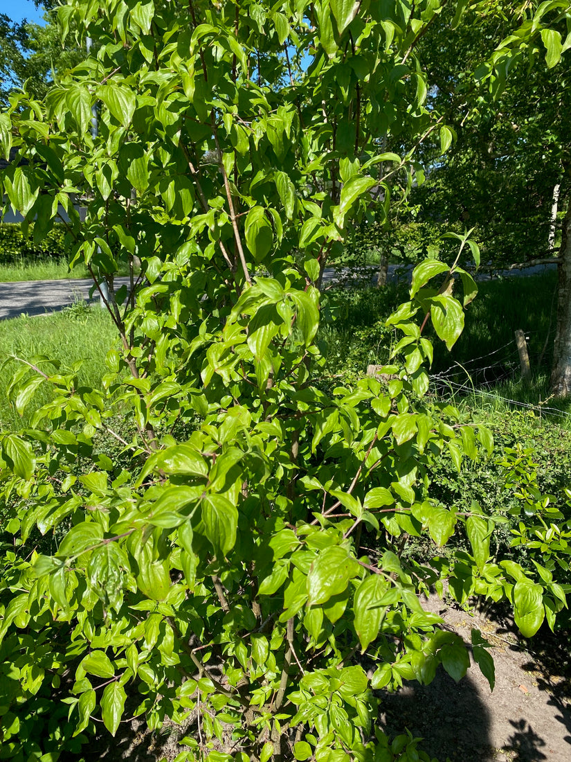 Gelber Hartriegel - Cornus mas