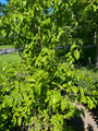 Gelber Hartriegel - Cornus mas