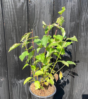 50-60 cm, C4