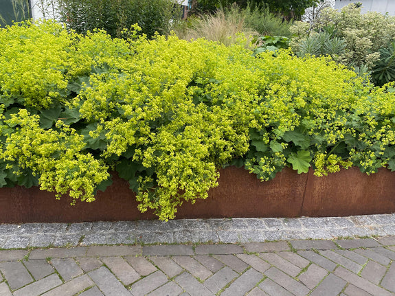 Cortenstahl Bordüre Wovar 75 cm Leiste Höhe 30 cm - Für gerade und flexible