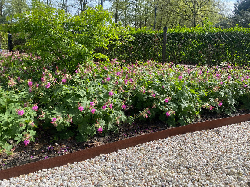 Storchschnabel - Geranium Macrorrhizum (Rocksbill)