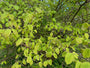 Haselnuss - Corylopsis Spicata