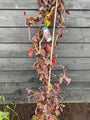 Krause Haselnuss - Corylus 'Red Majestic'