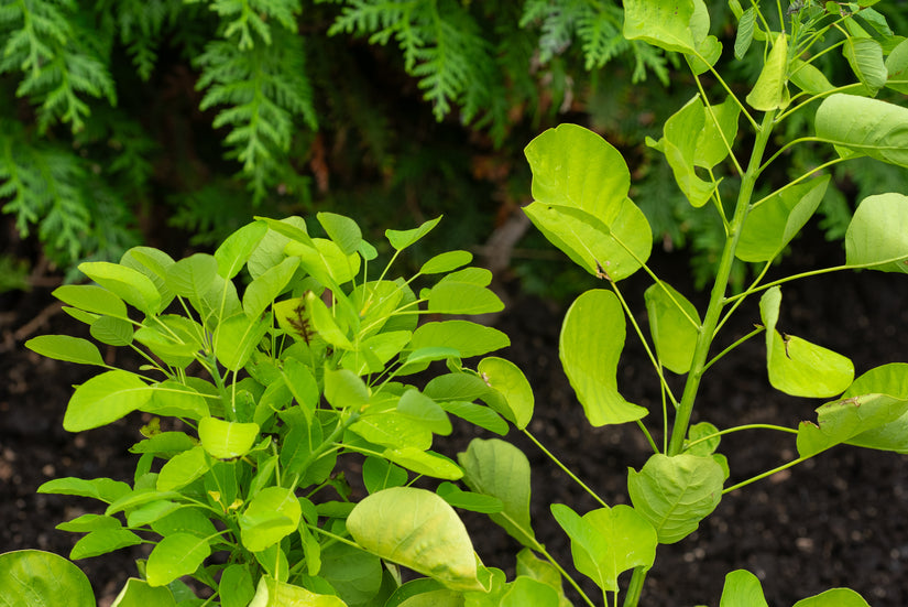 Perückenbaum - Cotinus coggygria 'Golden Spirit'