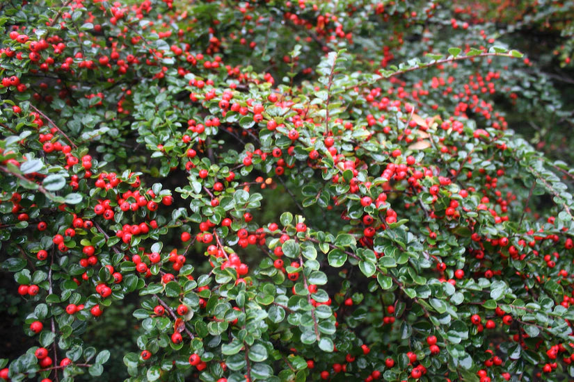 Kant en klare Dwergmispel haag - Cotoneaster lucidus 180 x 120 cm Wintergroen