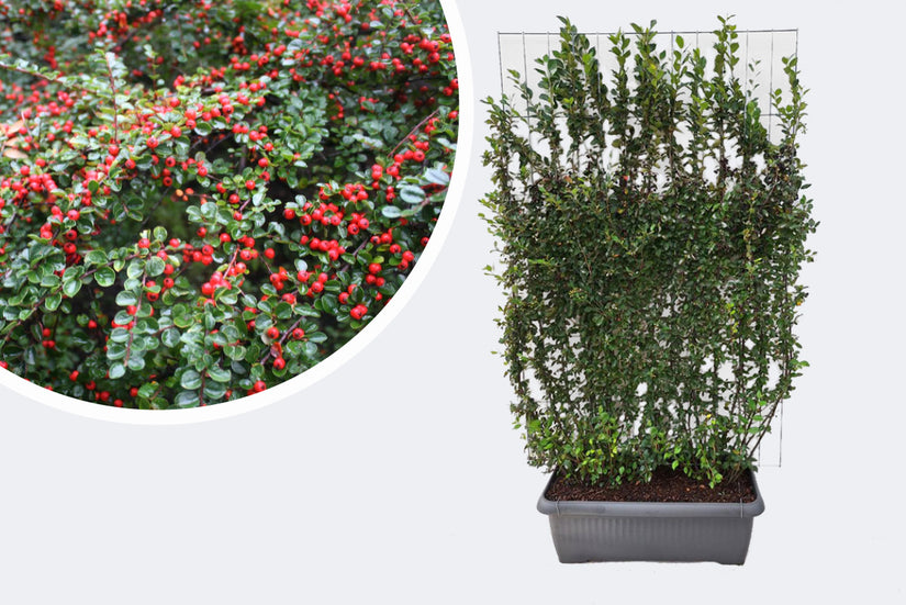 Kant en klare Dwergmispel haag - Cotoneaster lucidus 180 x 120 cm Wintergroen