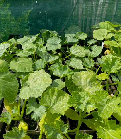 Zucchini - Cucurbita pepo