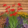 Bio-Montbretie - Crocosmia 'Lucifer'