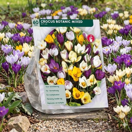 Krokus Botanische Mischfarben – 180 Blumenzwiebeln