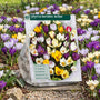 Krokus Botanische Mischfarben – 180 Blumenzwiebeln